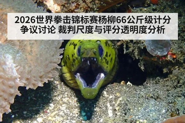 2026世界拳击锦标赛杨柳66公斤级计分争议讨论 裁判尺度与评分透明度分析